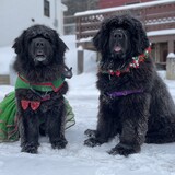 Entry image for Lola and Duke