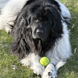 Entry image for Molly