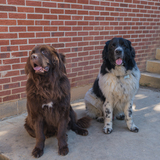 Entry image for Meriwether and Hugo