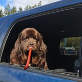 Entry image for Boomer