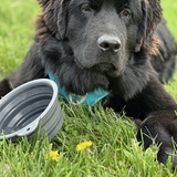 Entry image for Charlie