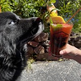 Entry image for Skipper