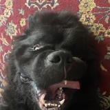 Entry image for Fabio