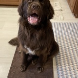 Entry image for Higgins