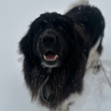 Entry image for Duke