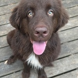 Entry image for Augustus