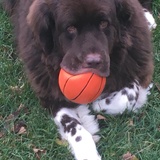 Entry image for Finnigan J Yoder