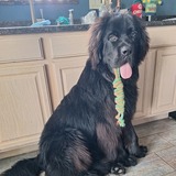 Entry image for Dagger 