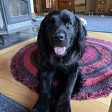 Entry image for Tigger