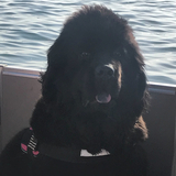 Entry image for Rosie