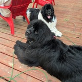 Entry image for Everly and Hero