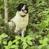 Entry image for Freya