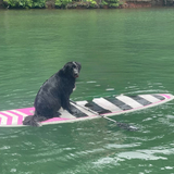 Entry image for Angus