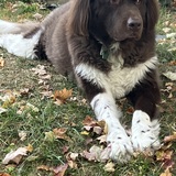 Entry image for Finn