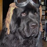 Entry image for Rufus