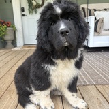 Entry image for Rosie