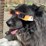 Entry image for Penny