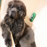 Entry image for Argos the Grey 