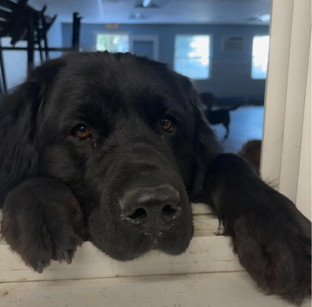 Entry image for Mabel. Clicking this image will show a larger photo