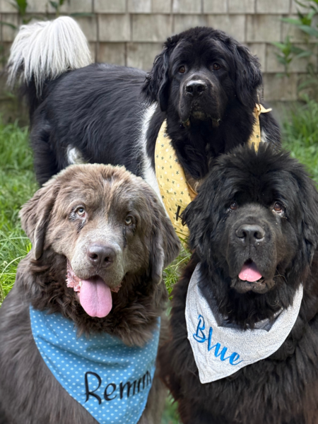 Entry image for Hank, Remmi & Blue. Clicking this image will show a larger photo