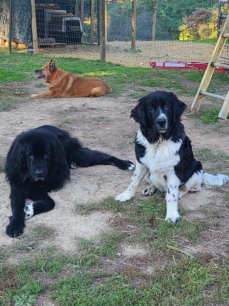 Entry image for Remi and Rip . Clicking this image will show a larger photo