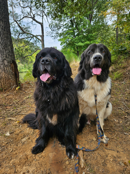 Entry image for Fergie and Otto. Clicking this image will show a larger photo