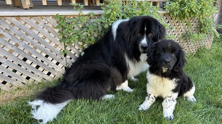 Entry image for Faye & Fritter. Clicking this image will show a larger photo