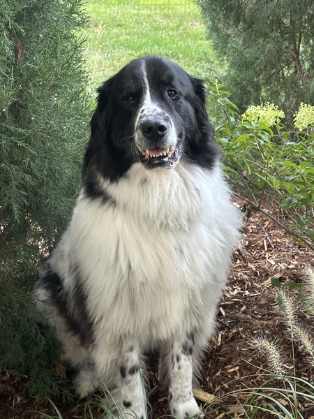 Ozzie