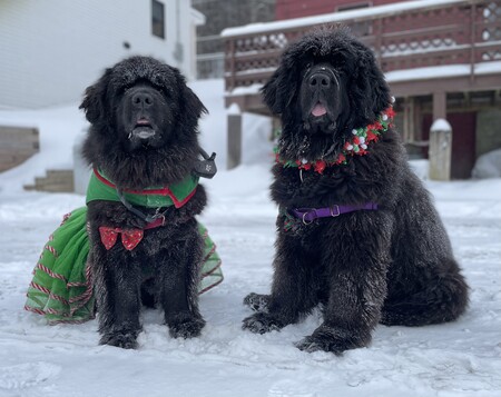 Entry image for Lola and Duke. Clicking this image will show a larger photo