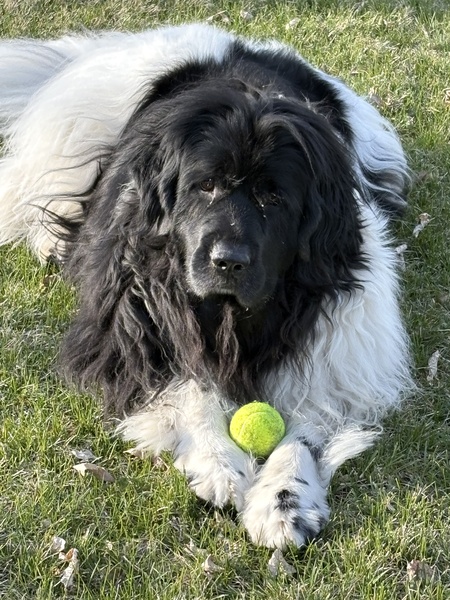 Entry image for Molly. Clicking this image will show a larger photo