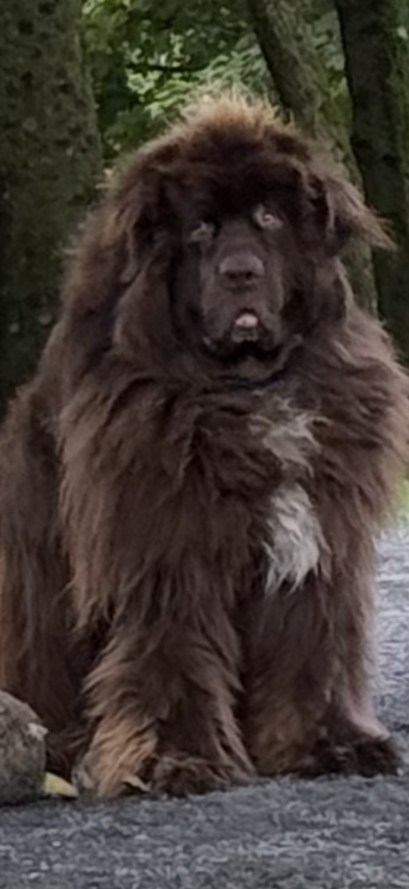 Entry image for Cooper. Clicking this image will show a larger photo