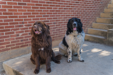 Entry image for Meriwether and Hugo. Clicking this image will show a larger photo