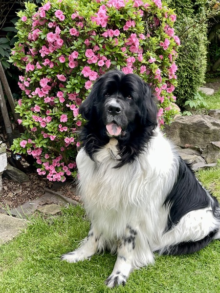 Entry image for Tallulah . Clicking this image will show a larger photo