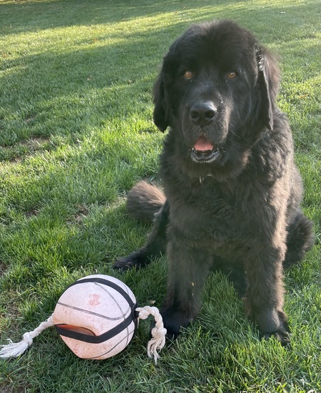Entry image for Rosco. Clicking this image will show a larger photo