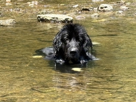 Entry image for Hoagie . Clicking this image will show a larger photo