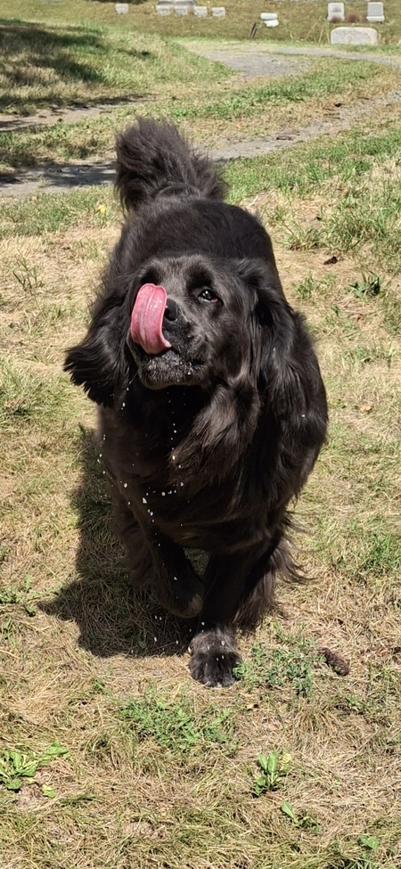 Entry image for Bella. Clicking this image will show a larger photo