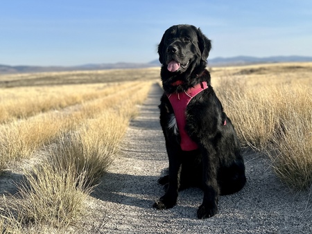 Entry image for Poppy. Clicking this image will show a larger photo