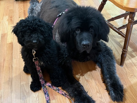 Zephi and Zilly