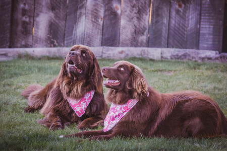 Entry image for Libby & Lola. Clicking this image will show a larger photo