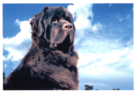 Entry image for Dori. Clicking this image will show a larger photo