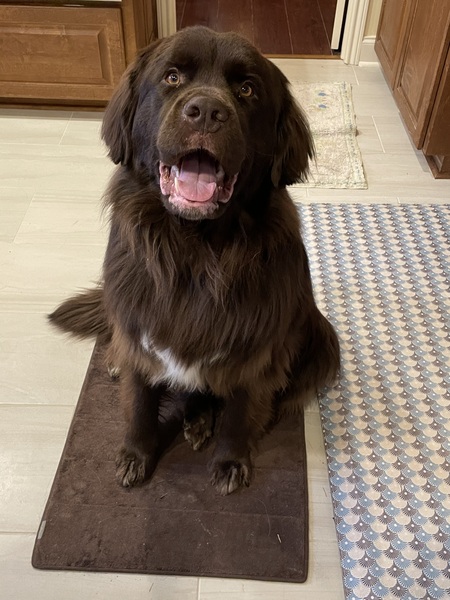 Entry image for Higgins. Clicking this image will show a larger photo