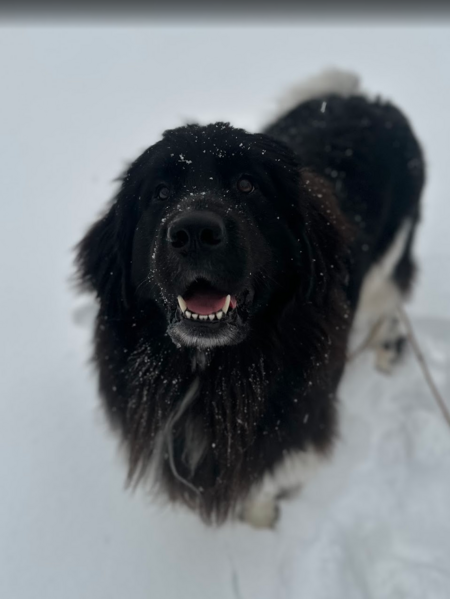 Entry image for Duke. Clicking this image will show a larger photo