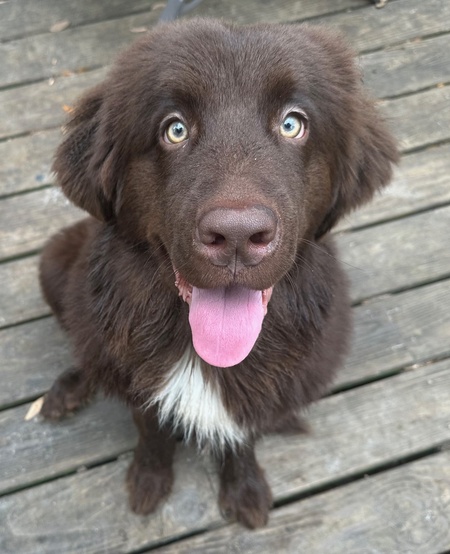 Entry image for Augustus. Clicking this image will show a larger photo