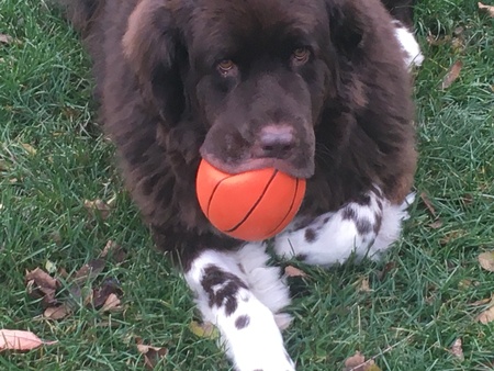 Entry image for Finnigan J Yoder. Clicking this image will show a larger photo