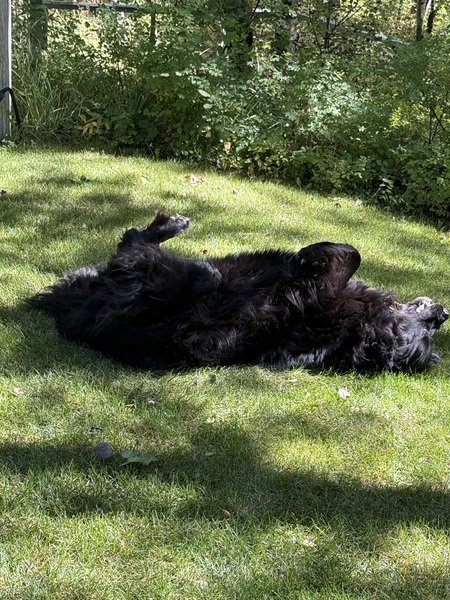 Entry image for Wilson. Clicking this image will show a larger photo