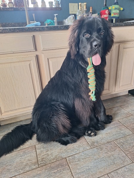 Entry image for Dagger . Clicking this image will show a larger photo