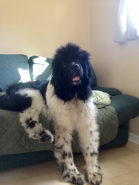 Entry image for Cassie. Clicking this image will show a larger photo