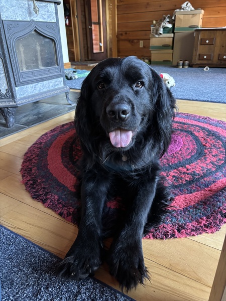 Entry image for Tigger. Clicking this image will show a larger photo