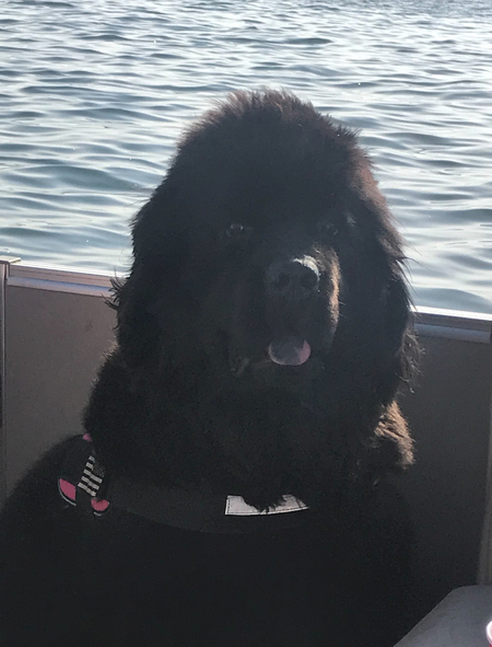 Entry image for Rosie. Clicking this image will show a larger photo