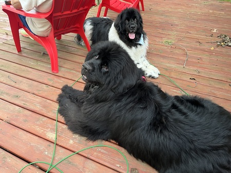 Entry image for Everly and Hero. Clicking this image will show a larger photo